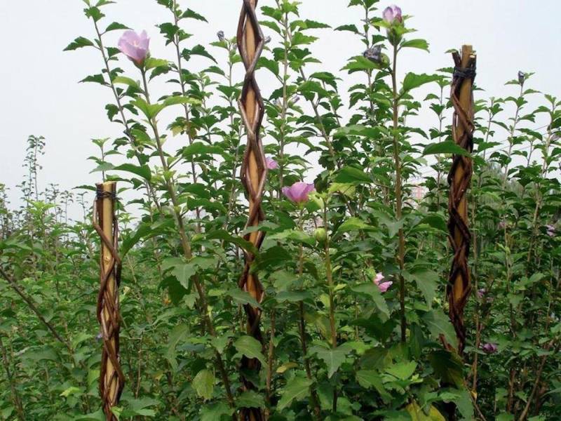 PROREGAL® Rankgitter Pflanzstab Willow 130cm, Wicker, für Pflanzenunterstützung von PROREGAL®