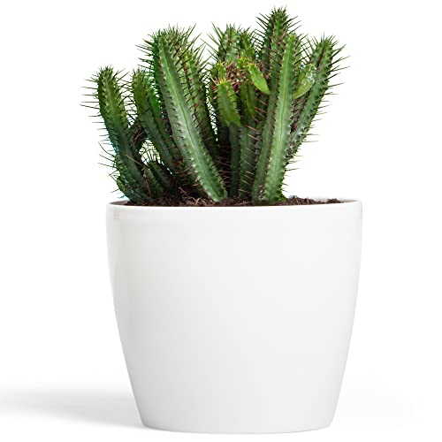 Prosperplast 19 L Blumentopf Übertopf Coubi Serie, Durchmesser 350 mm Glanz PP Kunststoff Rollen Vorbereitung, weiß, 35 x 31 x 26,5 cm, DUO350-S449 Prosperplast 19 L Blumentopf Übertopf Coubi Serie, Durchmesser 350 mm Glanz PP Kunststoff Rollen Vorbereitung, weiß, 35 x 31 x 26,5 cm, DUO350-S449 von Prosperplast