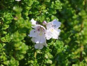 Australische Strauchminze, 15-20 cm, Prostanthera cuneata, Containerware von Prostanthera cuneata