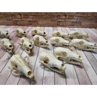 Echte Fuchs Schädel Rotfuchs Knochen Präparat Trophäe Larp Ohne Zähne von Provellus