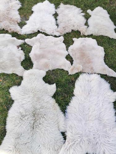 Echte Öko Schaffelle Lammfell Schaffell Fell Hell Braun Bis 140cm 2.Wahl Weich (eher lang (5cm - 15cm), 40x40cm eckig) von Provellus