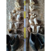 Hufe Untere Beinknochen Knochen Einer Kuh Präpariert von Provellus