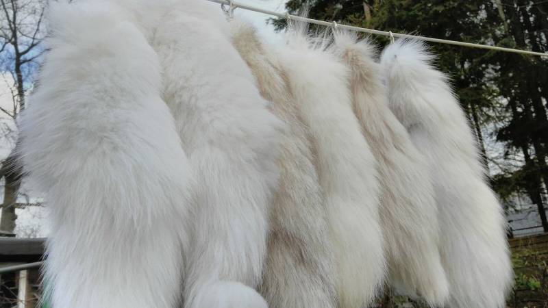 Provellus Bastelnaturmaterial Fuchsschwanz Fuchs Schwanz Schweif Fuchsschweif Fuchsrute Polarfuchs von Provellus