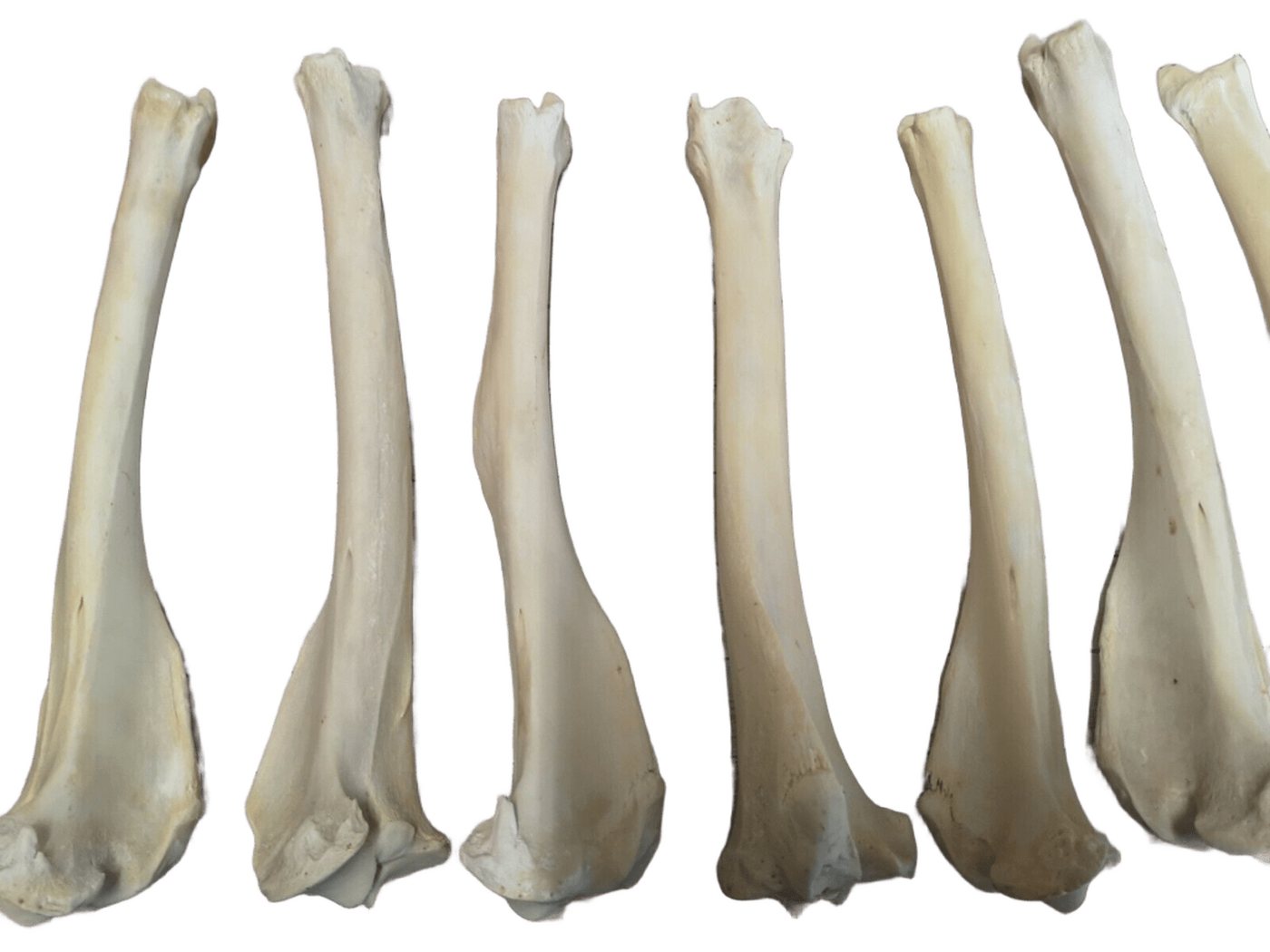 Provellus Bastelnaturmaterial Schienbein Knochen Vom Hirsch Hirschknochen Präpariert Provellus Bastelnaturmaterial Schienbein Knochen Vom Hirsch Hirschknochen Präpariert von Provellus