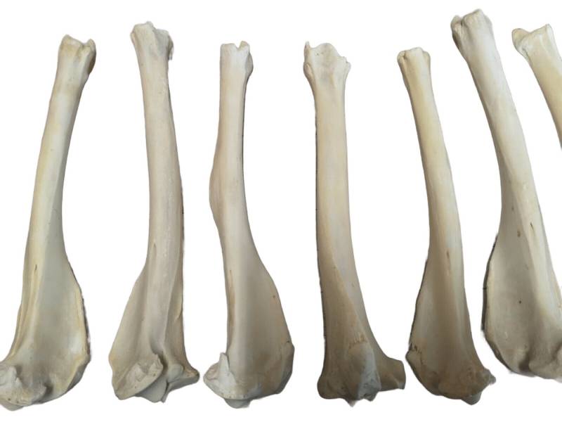 Provellus Bastelnaturmaterial Schienbein Knochen Vom Hirsch Hirschknochen Präpariert von Provellus