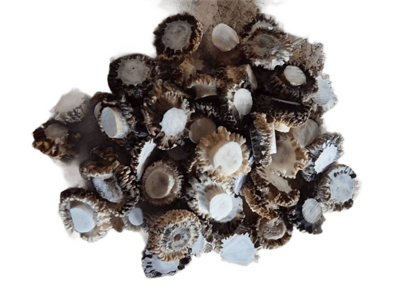 Provellus Bastelnaturmaterial echte Rose von Rehbock-Geweihstange Rothirsch von Provellus
