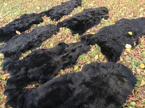 Provellus ECHTE ÖKO SCHAFFELLE LAMMFELL SCHAFFELL Fell SCHWARZ bis140cm 2.Wahl SCHNÄPPCHEN (eher lang (5cm - 15cm), 140-150cm lang) von Provellus