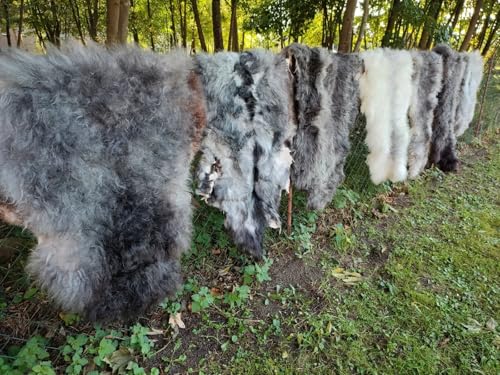 Provellus Echte Nordschnucken Schaffelle Schaffell Natur Grau Viele Größen 2.Wahl (eher lang (5cm -15cm), 110-120cm lang) von Provellus