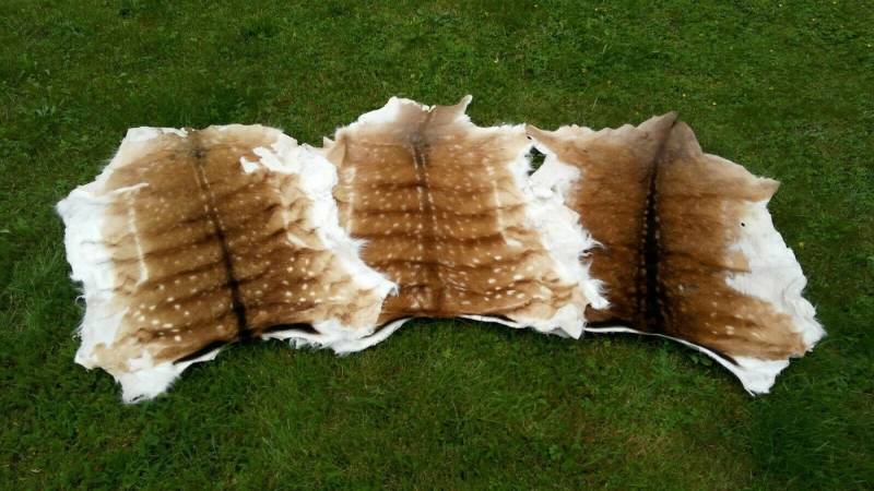 Provellus Fellteppich Damwild Fell Damwilddecke Damwildfell Rehfell TOP Preis NEU gegerbt von Provellus