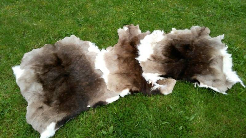 Provellus Fellteppich Damwild Fell Damwilddecke Damwildfell Rehfell TOP Preis NEU gegerbt von Provellus