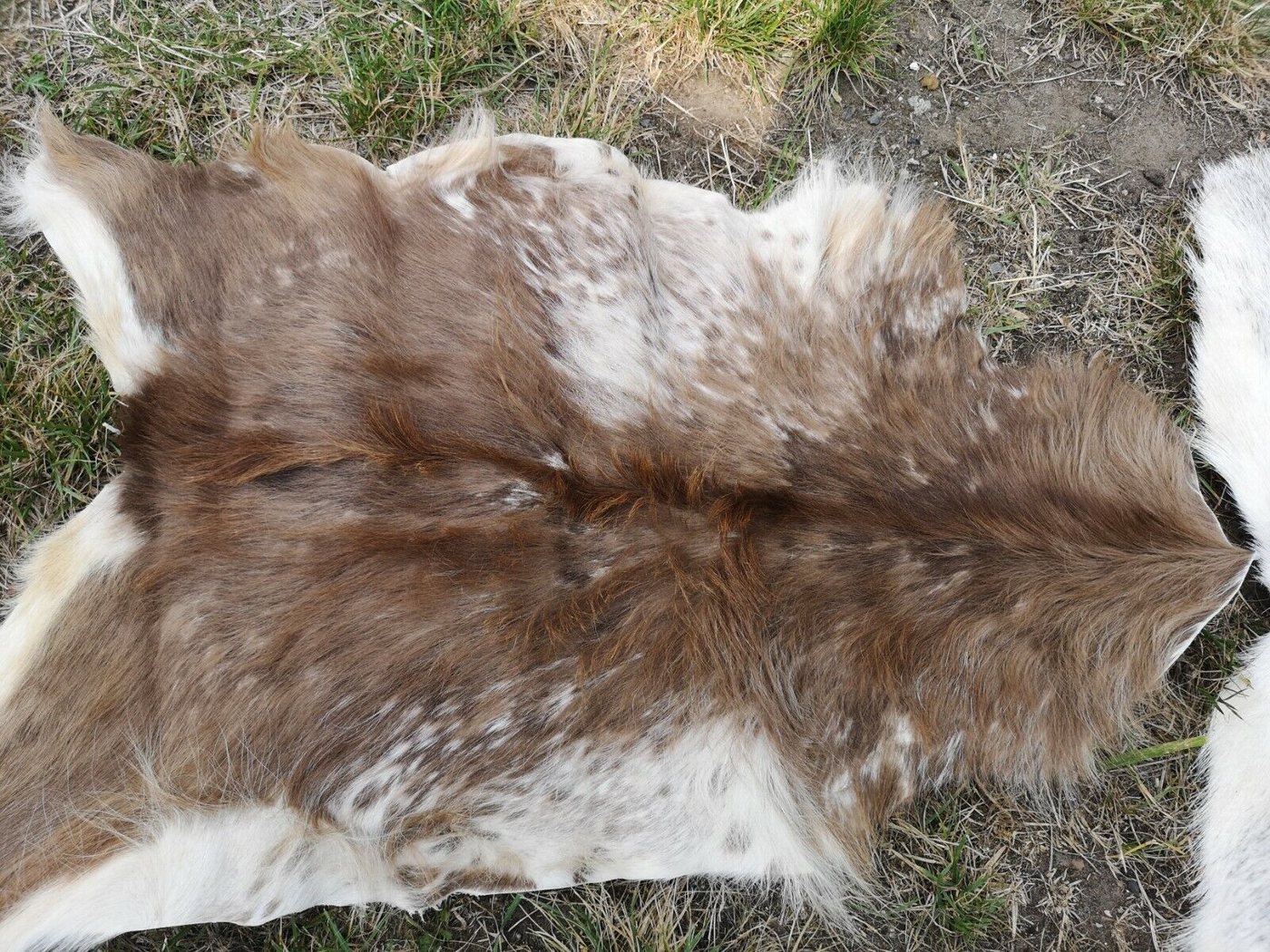 Provellus Fellteppich Echte Ziegenfelle Ziegenfell Fell Stark Beschädigt Große Auswahl, 30-50 cm Provellus Fellteppich Echte Ziegenfelle Ziegenfell Fell Stark Beschädigt Große Auswahl, 30-50 cm von Provellus