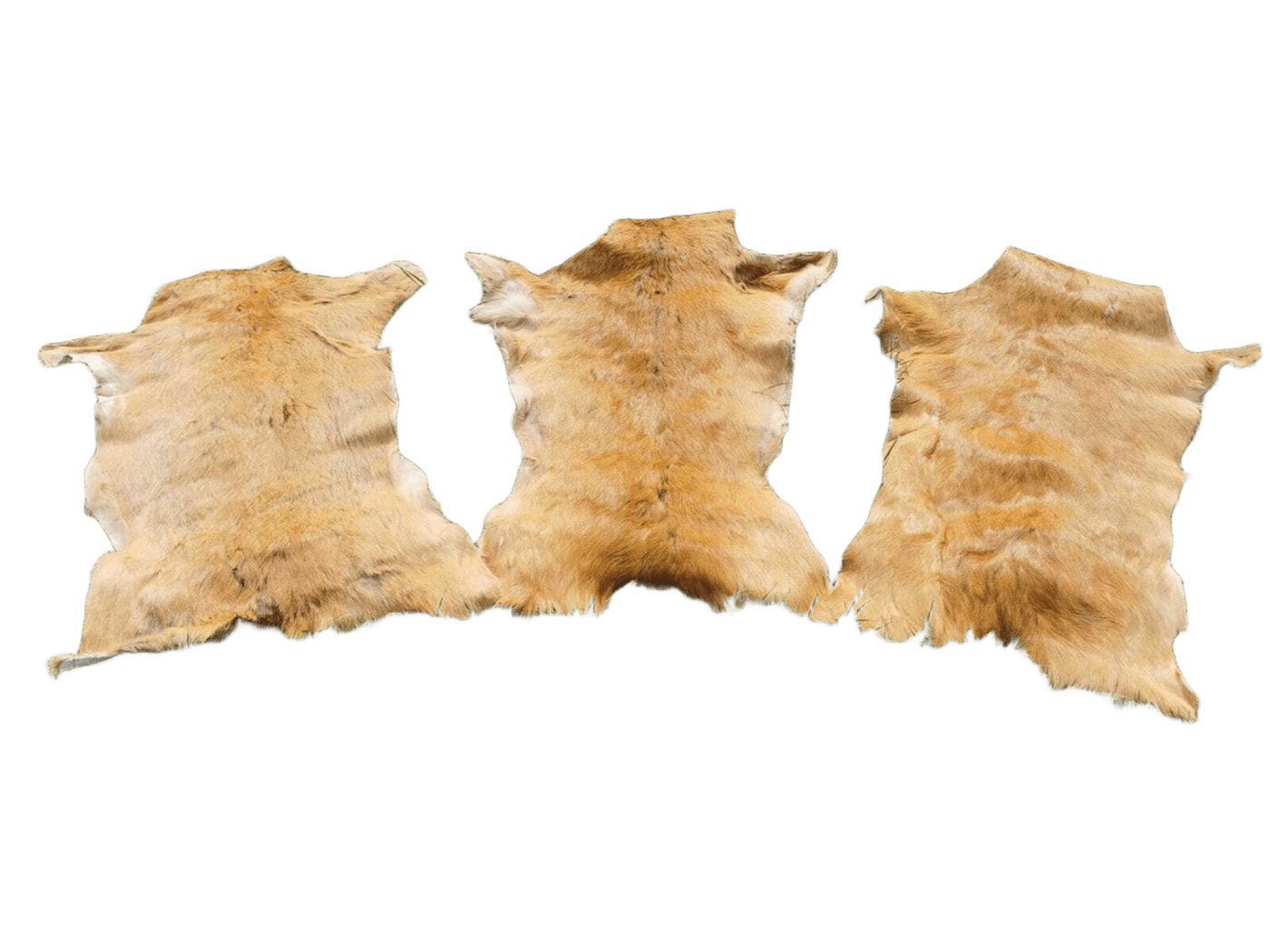 Provellus Fellteppich Rehfell Rehfelle Reh Fell Sommerfell Rehdecke Larp Deko Teppich ÖKO Provellus Fellteppich Rehfell Rehfelle Reh Fell Sommerfell Rehdecke Larp Deko Teppich ÖKO von Provellus
