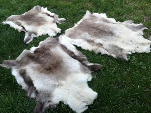 Provellus TOP ÖKO XL RENTIERFELL Rentier Hirsch Fell Orginal AUS FINNLAND Premium NEU Provellus TOP ÖKO XL RENTIERFELL Rentier Hirsch Fell Orginal AUS FINNLAND Premium NEU von Provellus