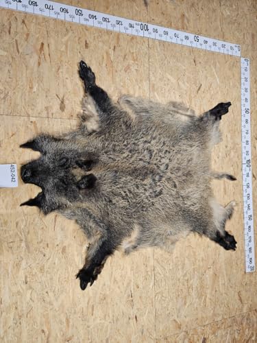 Provellus Wildschwein Fell XL Natur Unikat 452-042 von Provellus