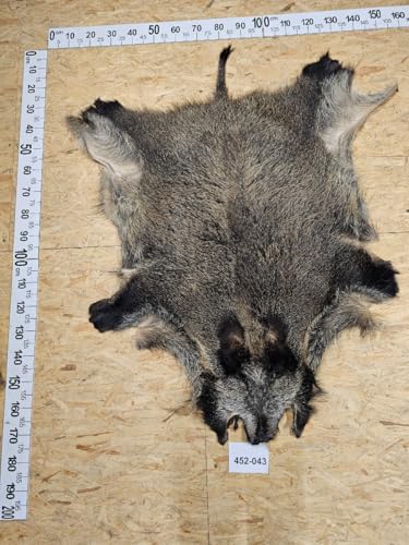 Provellus Wildschwein Fell XL Natur Unikat 452-043 von Provellus