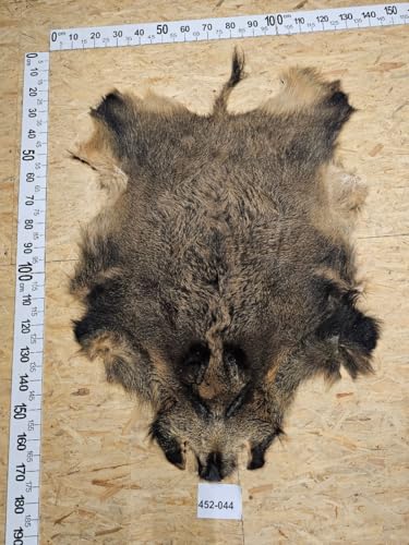 Provellus Wildschwein Fell XL Natur Unikat 452-044 von Provellus