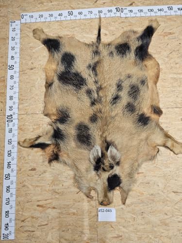 Provellus Wildschwein Fell XL Natur Unikat 452-045 von Provellus