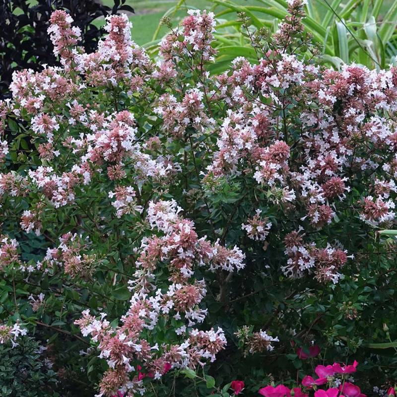 Großblumige Abelie &#039;Autumn Festival&#039; Lieferform: Im 5 Liter Topf von Proven Winners