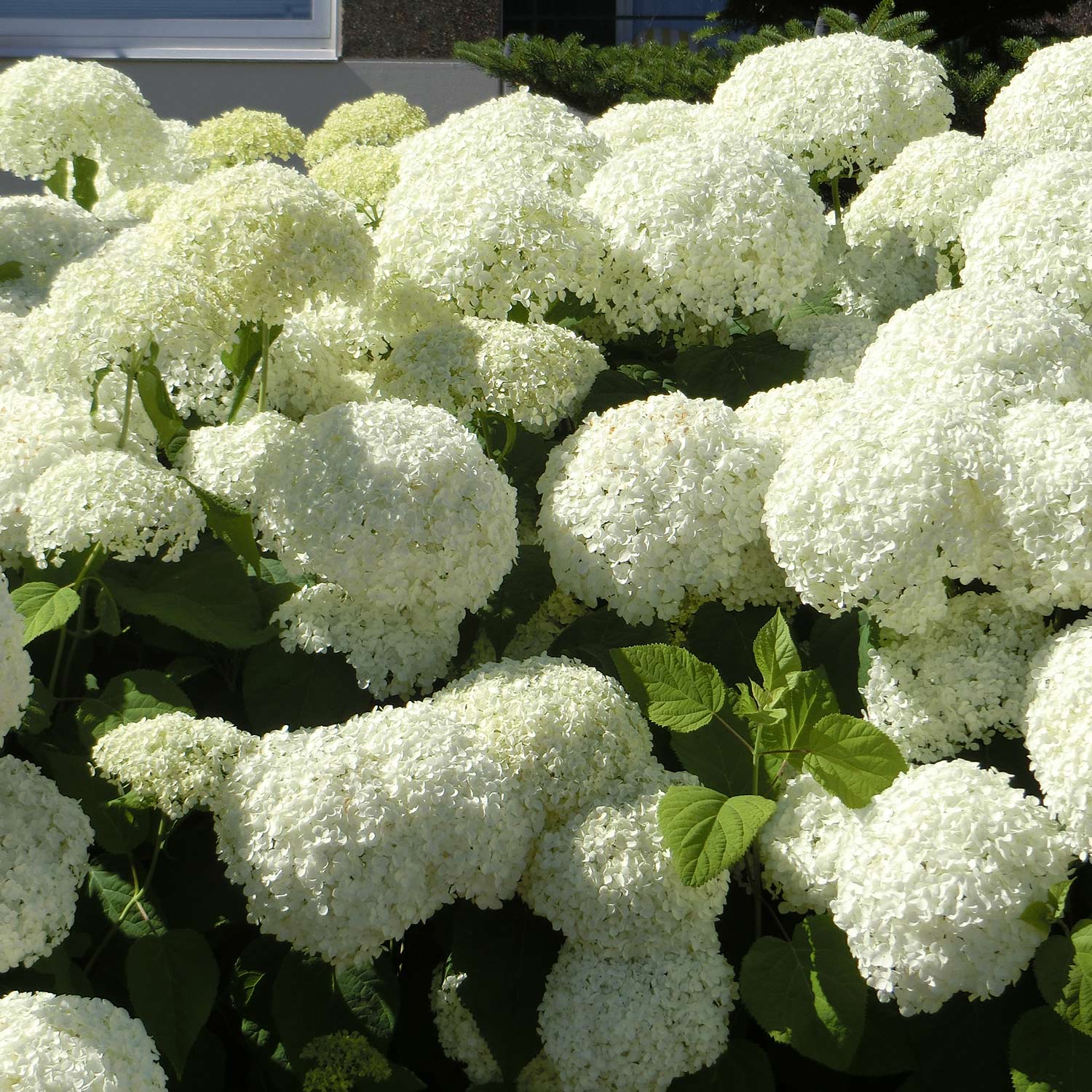 Hortensie &#039;Strong Annabelle&#039;® Incrediball® C5-7,5 80 - 100 Liefergröße: 80 - 100 cm von Proven Winners