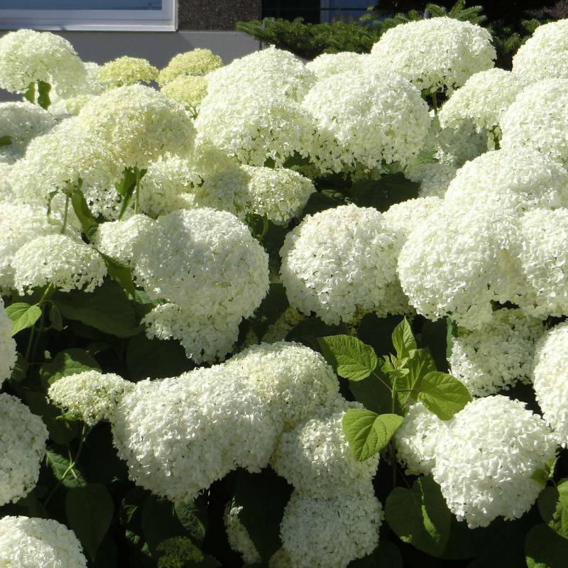 Hortensie &#039;Strong Annabelle&#039;® Incrediball®, 3 - 5 Liter, 30 - 40 cm Liefergröße: 30 - 40 cm von Proven Winners