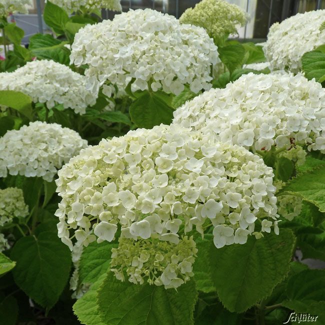 Hortensie &#039;Strong Annabelle&#039;® Incrediball®, 5 Liter, 60 - 80 cm Liefergröße: 60 - 80 cm von Proven Winners