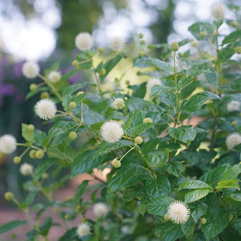 Knopfbusch &#039;Sugar Shack&#039; Liefergröße: 30 - 40 cm von Proven Winners