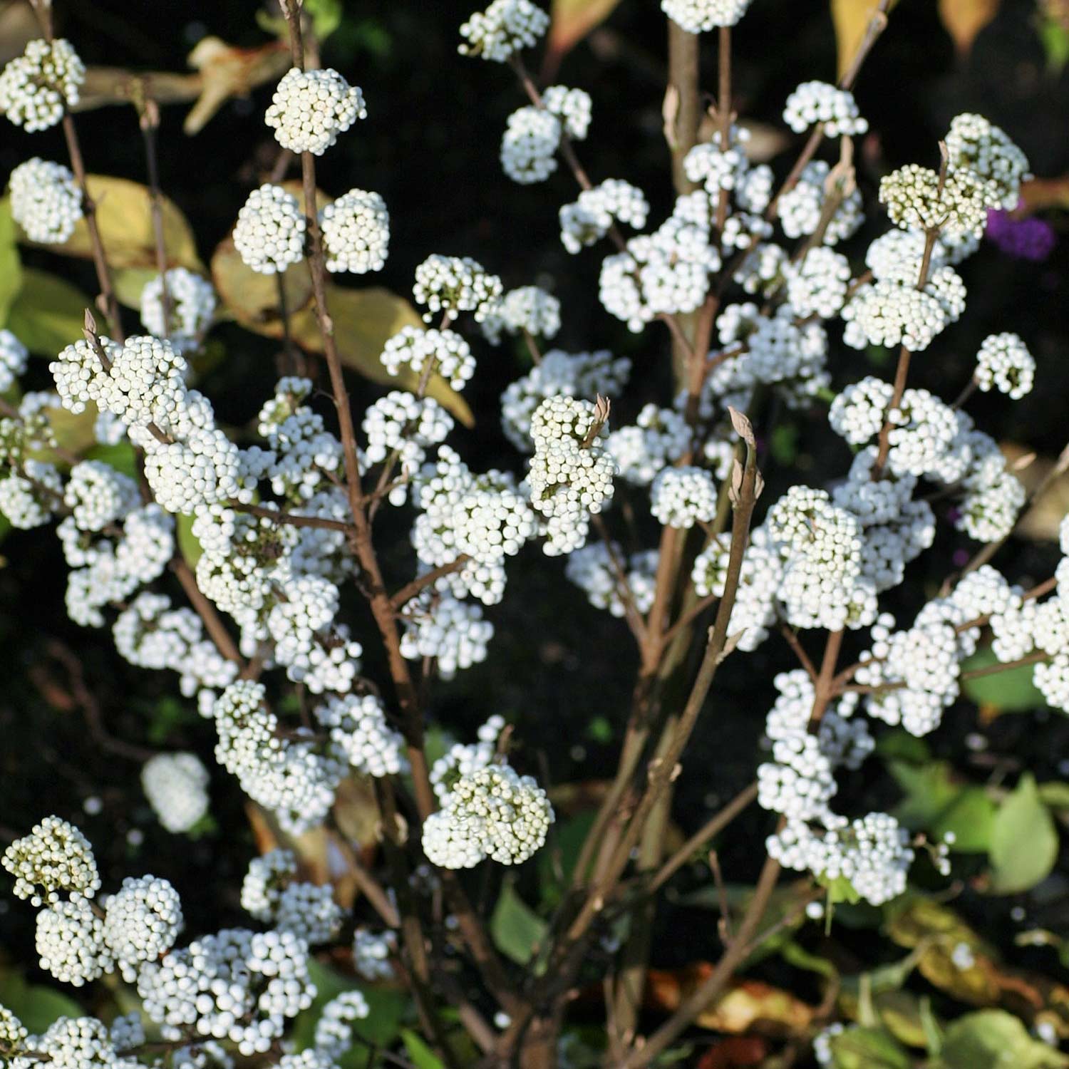 Liebesperlenstrauch / Schönfrucht &#039;Magical® Snowqueen&#039; C2,5 40 - 60 cm Liefergröße: 40 - 60 cm von Proven Winners