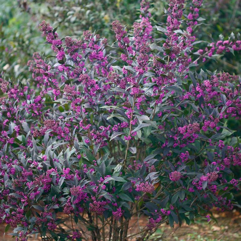 Liebesperlenstrauch / Schönfrucht &#039;Pearl Glam&#039; C3-5 60 - 80 cm Liefergröße: 60 - 80 cm von Proven Winners