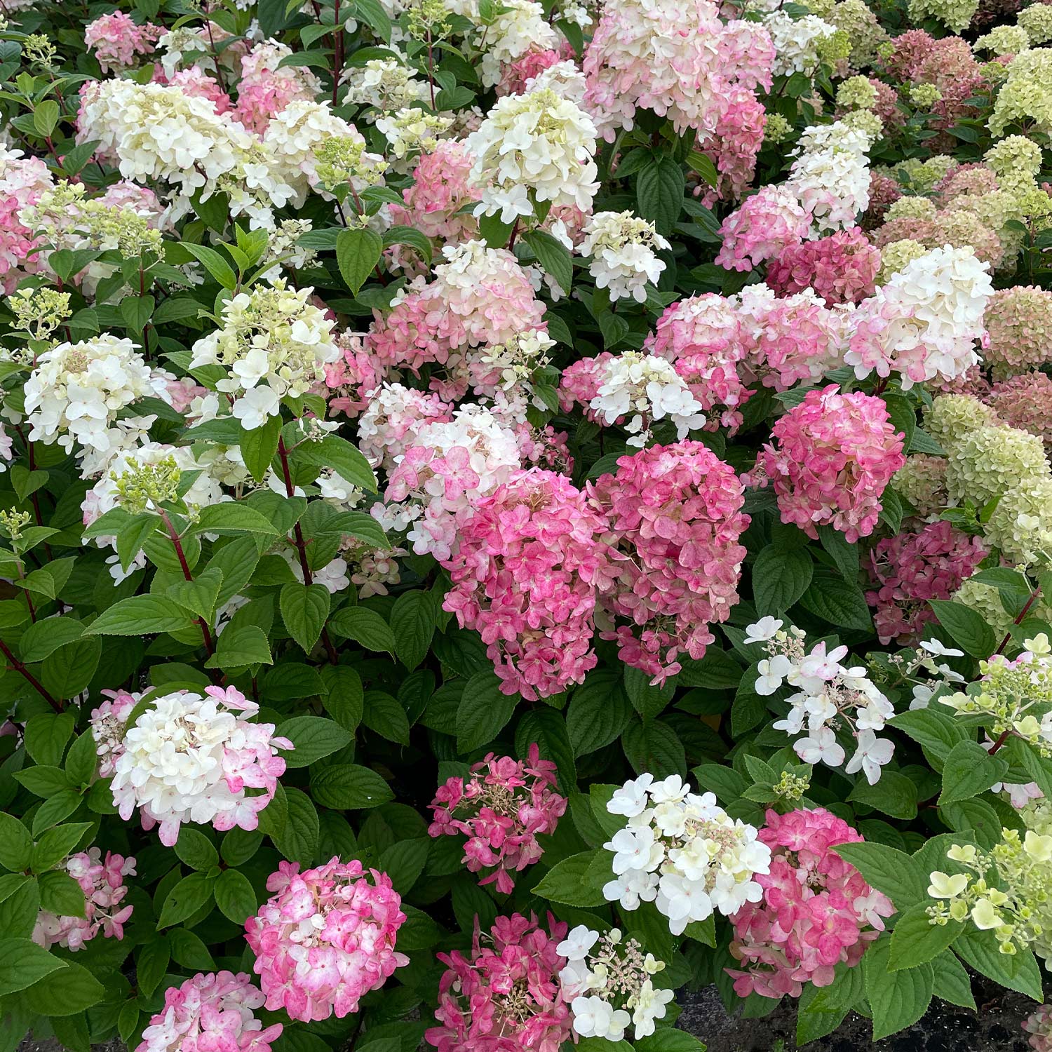 Rispenhortensie Proven Winners® &#039;Fire Light&#039; C5 80 - 100 Liefergröße: 80 - 100 cm von Proven Winners