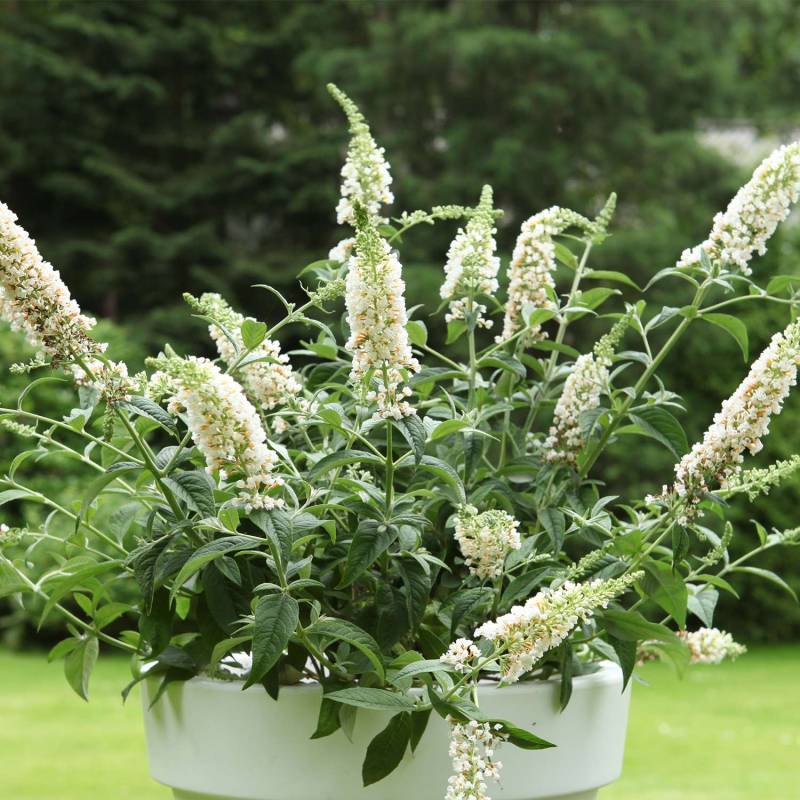 Zwerg-Sommerflieder &#039;White Chip®&#039; Lieferform: Im 3 Liter Topf von Proven Winners