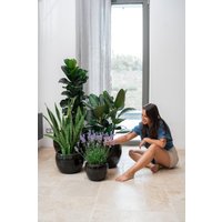 Keramik Blumentopf Terracotta - Romulus Schwarz | Handgefertigt Frostbeständig Ø 31 cm × H 23 von Provencelia