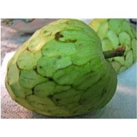 Annona Cherimola, Cherimola Samen, Kräuter Und Gewürze, Bio, Gepflückt Luftgetrocknet, Bio Cherimoya von Provencemonamour