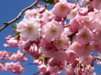 Frühlingskirsche / Frühe Zierkirsche 'Accolade', 60-100 cm, Prunus 'Accolade', Containerware Frühlingskirsche / Frühe Zierkirsche 'Accolade', 60-100 cm, Prunus 'Accolade', Containerware von Prunus 'Accolade'