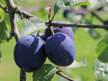 Zwetsche 'Anna Späth', Stamm 40-60 cm, 120-160 cm, Prunus 'Anna Späth', Containerware von Prunus 'Anna Späth'