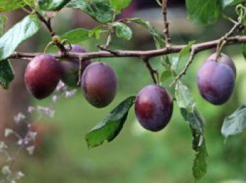 Zwetschge 'Bühler Frühzwetschge', Stamm 40-60 cm, 120-160 cm, Prunus 'Bühler Frühzwetschge', Containerware von Prunus 'Bühler Frühzwetschge'