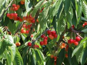 Süßkirsche 'Büttners Rote Knorpelkirsche', Stamm 40-60 cm, 120-160 cm, Prunus 'Büttners Rote Knorpelkirsche', Containerware von Prunus 'Büttners Rote Knorpelkirsche'