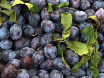 Zwetsche 'Cacaks Schöne', 125-150 cm, Prunus 'Cacaks Schöne', Containerware von Prunus 'Cacaks Schöne'