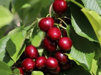 Säulen-Süßkirsche 'Celeste', 100-125 cm, Prunus 'Celeste', Containerware von Prunus 'Celeste'
