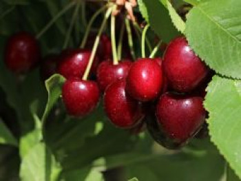 Süßkirsche 'Erika', Stamm 40-60 cm, 120-160 cm, Prunus 'Erika', Containerware von Prunus 'Erika'