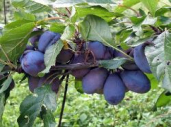 Zwetsche 'Frühe Fruchtbare', Stamm 40-60 cm, 120-160 cm, Prunus 'Frühe Fruchtbare', Wurzelware von Prunus 'Frühe Fruchtbare'