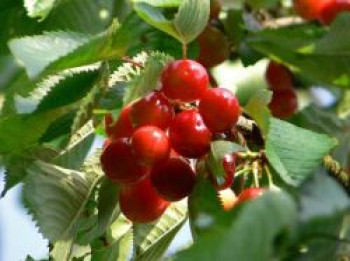 Süßkirsche 'Frühe Rote Meckenheimer', Stamm 40-60 cm, 120-160 cm, Prunus 'Frühe Rote Meckenheimer', Wurzelware von Prunus 'Frühe Rote Meckenheimer'
