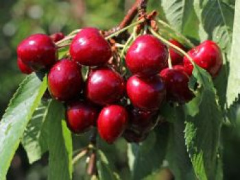 Sauerkirsche 'Gerema', Stamm 40-60 cm, 120-160 cm, Prunus 'Gerema', Containerware von Prunus 'Gerema'