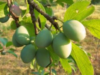 Reneklode 'Große Grüne Reneklode', Stamm 40-60 cm, 120-160 cm, Prunus 'Große Grüne Reneklode', Containerware von Prunus 'Große Grüne Reneklode'