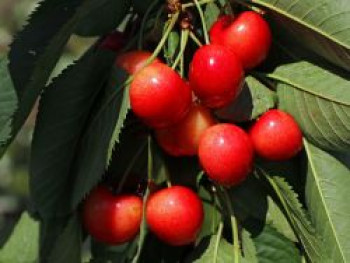 Sauerkirsche 'Heimanns Rubinweichsel', Stamm 40-60 cm, 120-160 cm, Prunus 'Heimanns Rubinweichsel', Containerware von Prunus 'Heimanns Rubinweichsel'