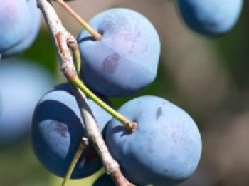 Zwetsche 'Herman', Stamm 40-60 cm, 120-160 cm, Prunus 'Herman', Containerware von Prunus 'Herman'