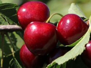 Säulen-Sauerkirsche 'Jachim', 60-100 cm, Prunus 'Jachim', Containerware von Prunus 'Jachim'