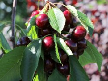 Süßkirsche 'Johanna' ®, Stamm 40-60 cm, 120-160 cm, Prunus 'Johanna' ®, Wurzelware von Prunus 'Johanna' ®