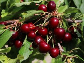 Süßkirsche 'Karina', Stamm 40-60 cm, 120-160 cm, Prunus 'Karina', Containerware von Prunus 'Karina'