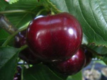 Süßkirsche 'Kassins Frühe Herzkirsche', Stamm 40-60 cm, 120-160 cm, Prunus 'Kassins Frühe Herzkirsche', Containerware von Prunus 'Kassins Frühe Herzkirsche'