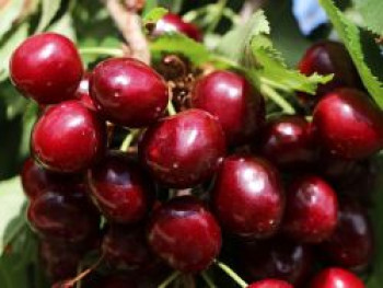 Sauerkirsche 'Köröser Weichsel', Stamm 40-60 cm, 120-160 cm, Prunus 'Köröser Weichsel', Containerware von Prunus 'Köröser Weichsel'